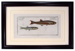 Item #27079 The Silver Striped Herring from Ichithyologi, Ou Histoire Naturelle, Generale Et...