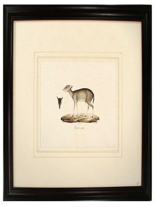 Item #27082 St, Hilaire Mammal Print from Histoire Naturelle des Mammiferes avec les figures...