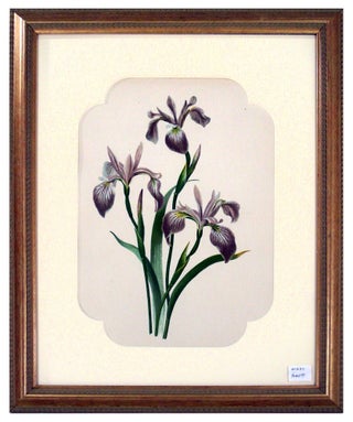 Item #27083 Iris Print from Flowers and Ferns of America. A. B. Henry