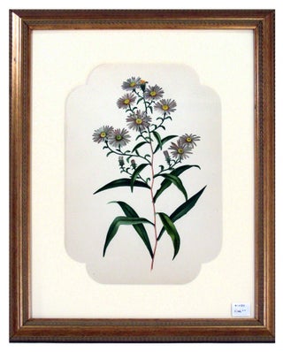 Item #27084 Aster Print from Flowers and Ferns of America. A. B. Henry
