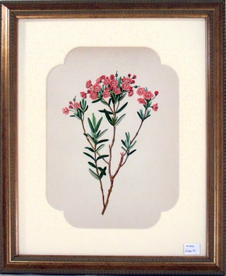Item #27085 Pale Laurel Print from Flowers and Ferns of America. A. B. Henry
