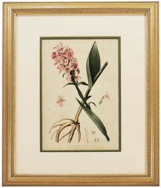 Item #27113 Leaf from The Native Flowers and Ferns of the United States. Thomas Meehan