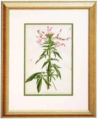 Item #27114 Leaf from The Native Flowers and Ferns of the United States. Thomas Meehan