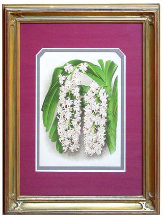 Item #27115 Orchid Engraving from The Orchid Album, Comprising Colored Figures and Descriptions...