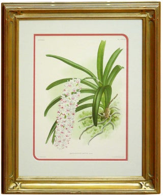 Item #27116 Orchid: Linden Lindenia Orchid Print from Iconographic des Orchidees. Jean Linden