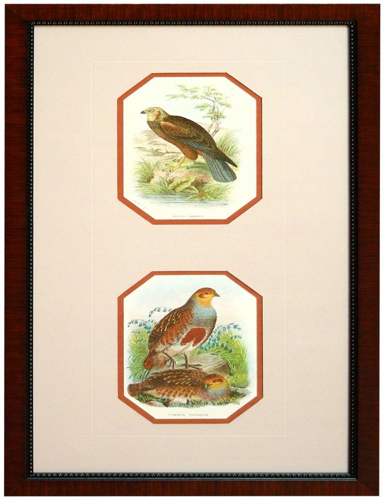 Item #27117 Marsh-Harrier and Common Partridge from A Handbook of the Birds of Great Britain. Richard Bowder Sharpe.