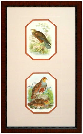 Item #27117 Marsh-Harrier and Common Partridge from A Handbook of the Birds of Great Britain....