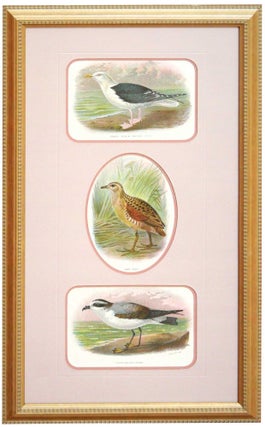 Item #27118 Great Black-Backed Gull, Land Rail, and White Bellied Petrel Prints framed together -...