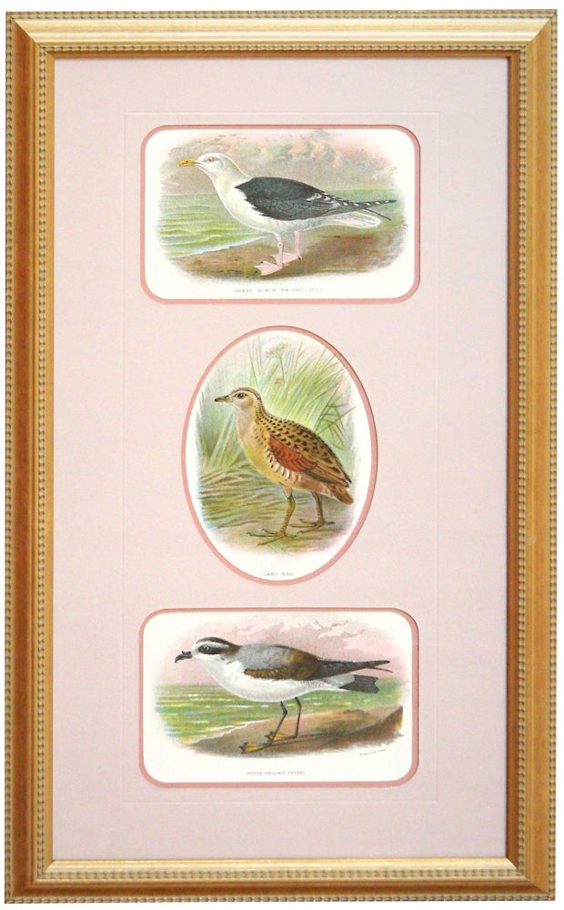Item #27118 Great Black-Backed Gull, Land Rail, and White Bellied Petrel Prints framed together - from a Handbook of the Birds of Great Britain. Richard Bowder Sharpe.