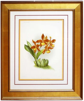 Item #27119 Orchid - Chromolithograph. Frederick Sanders Reichenbachia