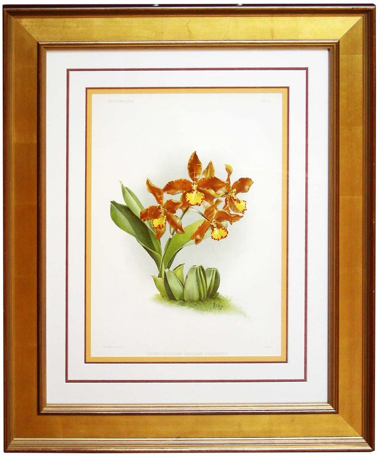 Item #27119 Orchid - Chromolithograph. Frederick Sanders Reichenbachia.