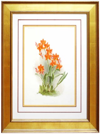 Item #27120 Orchid - Chromolithograph. Frederick Sanders Reichenbachia