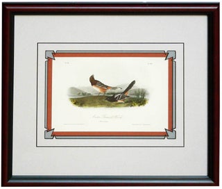Item #27121 Artic Ground Finch from Birds of America. John James Audubon