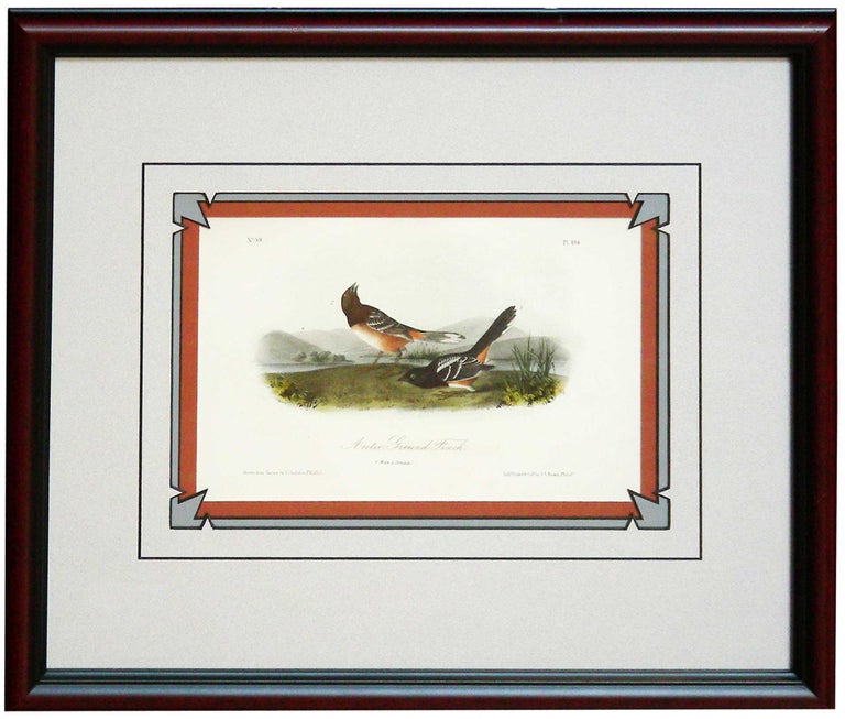 Item #27121 Artic Ground Finch from Birds of America. John James Audubon.