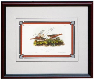 Item #27122 Fox-Colored Finch from Birds of America. John James Audubon