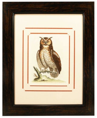 Item #27125 Great Horned Owl Print. George Edwards