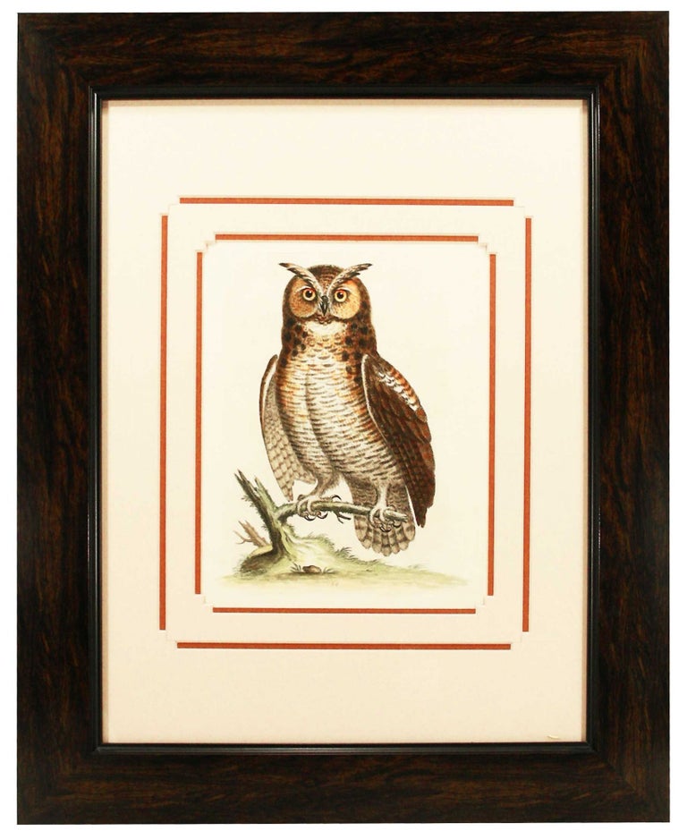 Item #27125 Great Horned Owl Print. George Edwards.