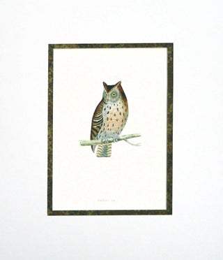 Item #27128 Mottled Owl Print from A History of British Birds. Alexander Francis Lyon