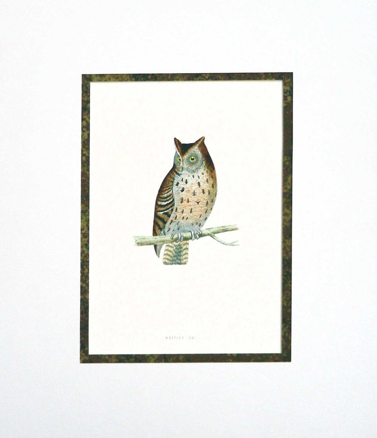 Item #27128 Mottled Owl Print from A History of British Birds. Alexander Francis Lyon.