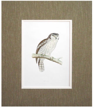 Item #27133 Hawk Owl Print from A History of British Birds. Alexander Francis Lyon