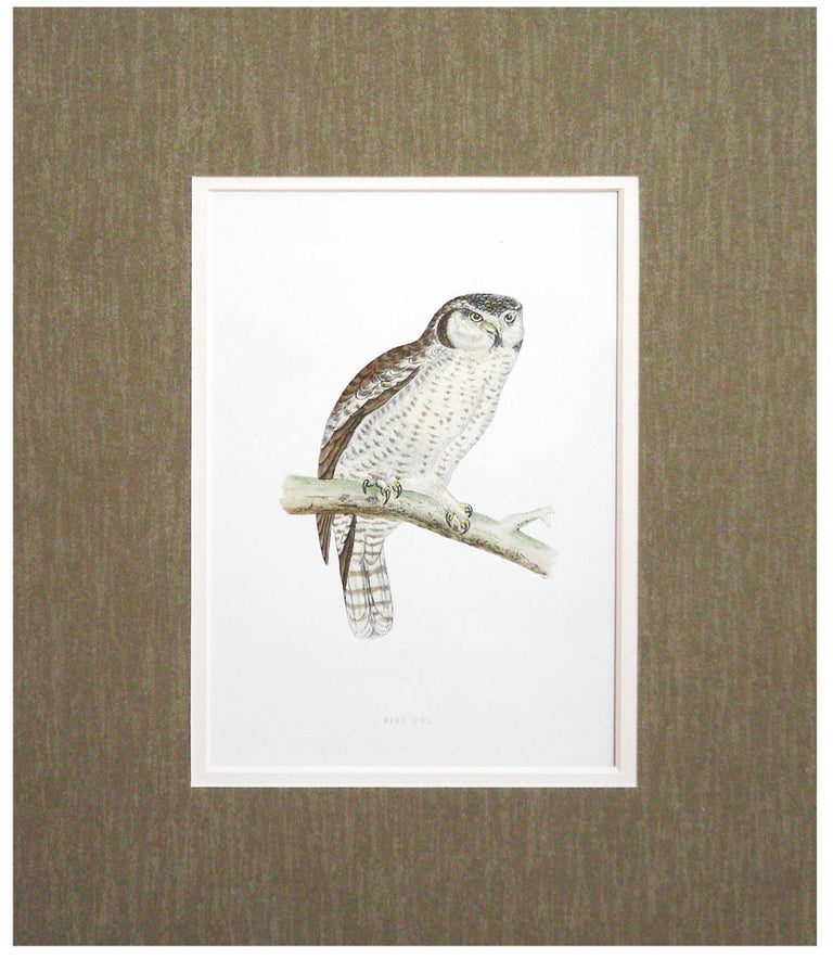Item #27133 Hawk Owl Print from A History of British Birds. Alexander Francis Lyon.