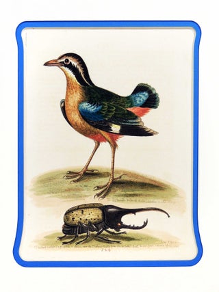 Item #27134 Short Tailed Pye. George Edwards
