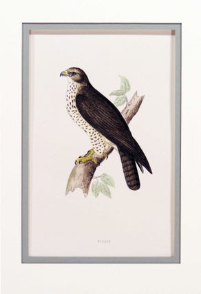 Item #27179 Print of a Buzzard from A History of British Birds. Alexander Francis Lydon