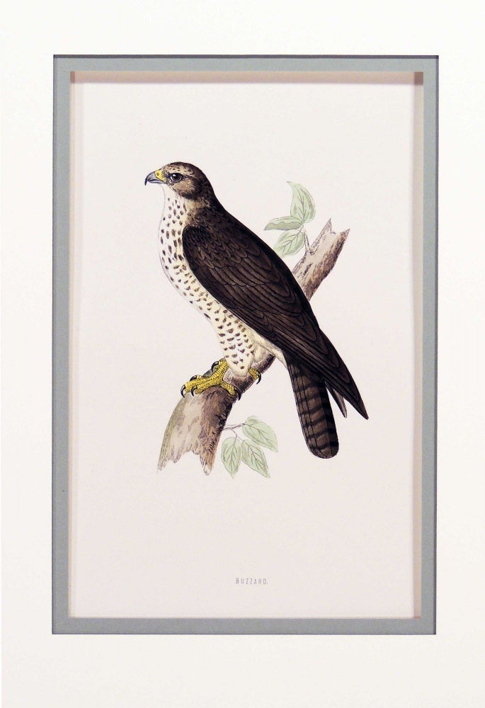 Item #27179 Print of a Buzzard from A History of British Birds. Alexander Francis Lydon.