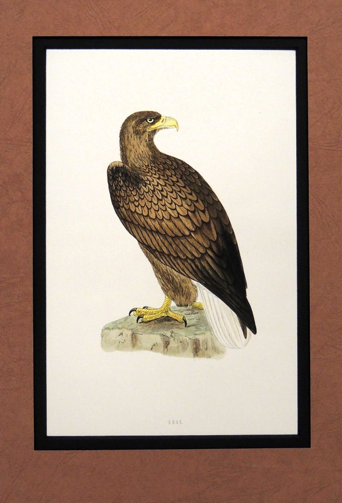 Item #27181 Print of a Erne from A History of British Birds. Alexander Francis Lydon.