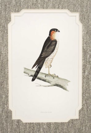 Item #27182 Print of a Sparrow-Hawk from A History of British Birds. Alexander Francis Lydon