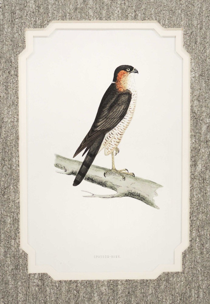Item #27182 Print of a Sparrow-Hawk from A History of British Birds. Alexander Francis Lydon.