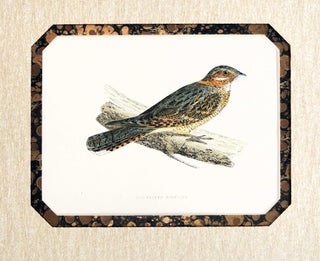Item #27214 Print of a Red-Necked Nightjar from A History of British Birds. Francis Orpen Morris,...