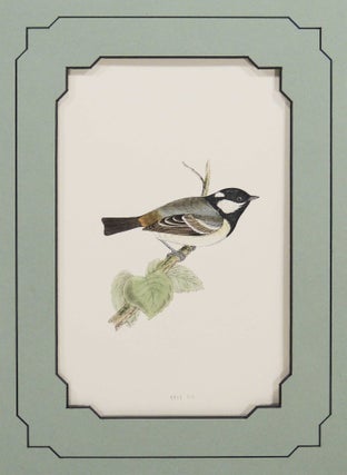 Item #27216 British Birds - Cole Tit. Alexander Francis Lydon