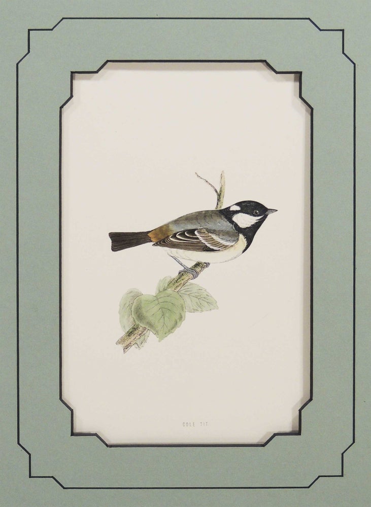 Item #27216 British Birds - Cole Tit. Alexander Francis Lydon.