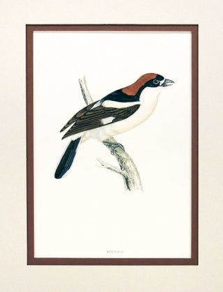 Item #27218 Print of a Woodchat from A History of British Birds. Rev. Francis Orphen Morris,...