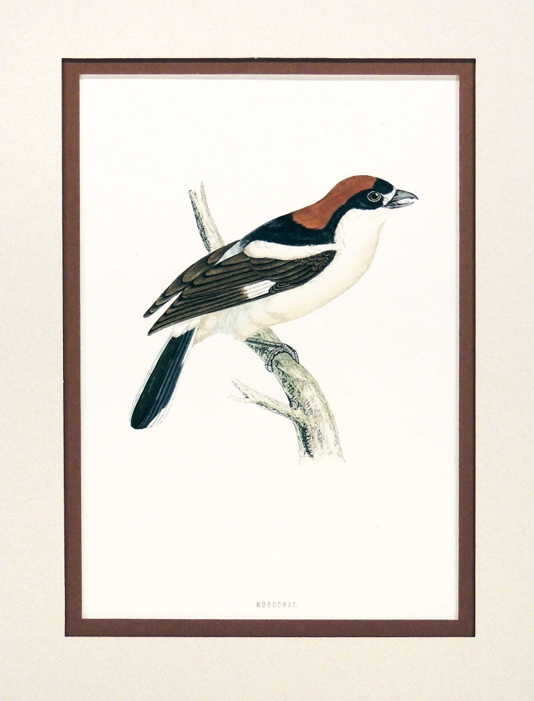 Item #27218 Print of a Woodchat from A History of British Birds. Rev. Francis Orphen Morris, Alexander Francis Lydon, engraver.