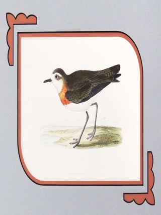 Item #27219 Print of an Asiatic Dotterel from A History of the Birds of Europe. M. D. Bree,...