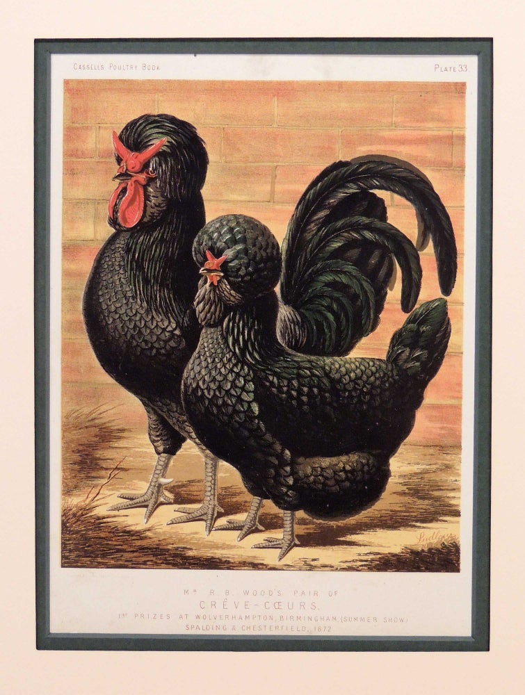 Item #27237 Print of a Pair of Creve-Coeures from the Illustrated Book of Poultry. Joseph Williamson Ludlow.