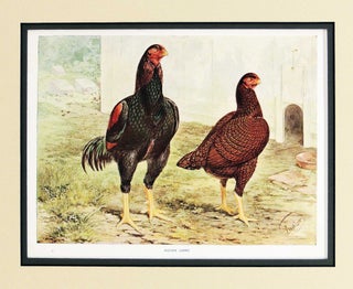 Item #27239 Print of Indian Game Hens from The Illustrated Book of Poultry. Joseph Williamson Ludlow