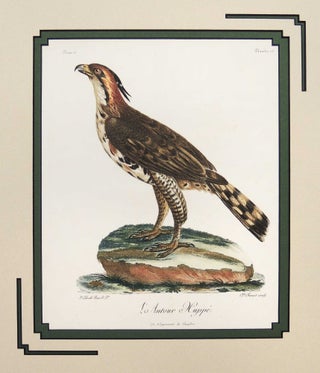 Item #27251 Changeable Hawk-Eagle. Francois Levaillant