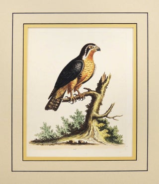 Item #27252 Little Black and Orange Colored Indian Hawk. George Edwards