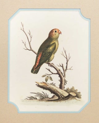 Item #27253 Smallest Green and Red Indian Parakeet. George Edwards
