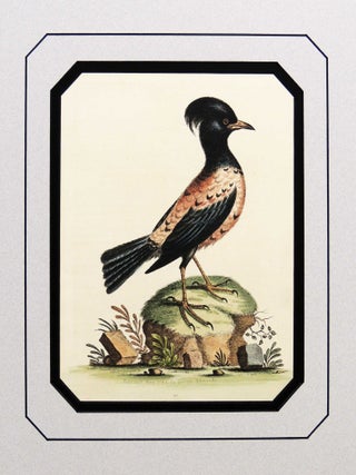 Item #27254 Rose or Carnation Colored Ouzel of Aldrov. George Edwards