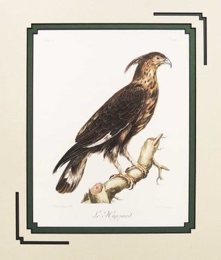 Item #27255 Black Baza. Francois Levaillant