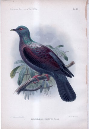 Item #33741 Novitates Zoologicae. A Journal of Zoology in Connection with the Tring Museum....