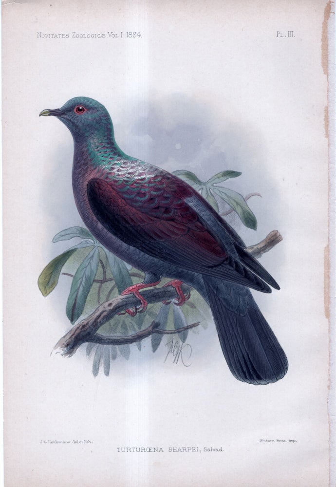 Item #33741 Novitates Zoologicae. A Journal of Zoology in Connection with the Tring Museum. Volume I. PLATE III ONLY: Turturoena Sharpei, Salvad (Pigeon). Hon. Walter Rothschild, Ernst Hartert, Dr. K. Jordan, J G. Keulemans.