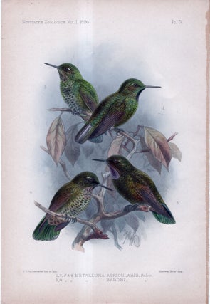 Item #33742 Novitates Zoologicae. A Journal of Zoology in Connection with the Tring Museum....