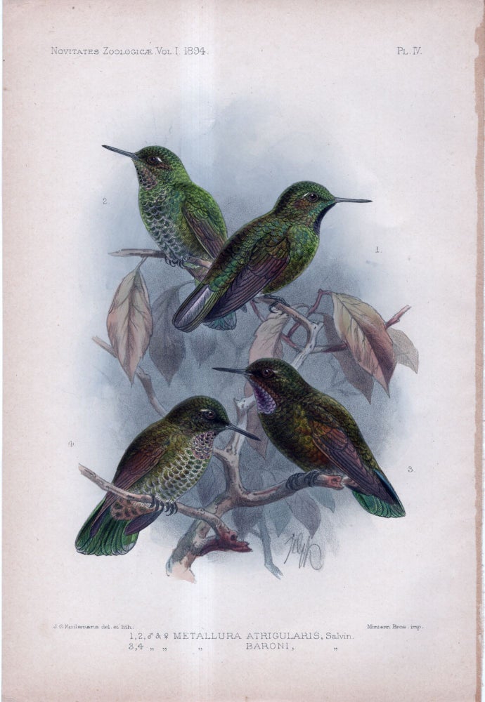 Item #33742 Novitates Zoologicae. A Journal of Zoology in Connection with the Tring Museum. Volume I. PLATE XV ONLY: Dysithamnus Tucuyensis and Eupsychortyx Mocquerysi (pheasant and white-spotted antvireo). Hon. Walter Rothschild, adn Dr. K. Jordan Ernst Hartert, J G. Keulemans.