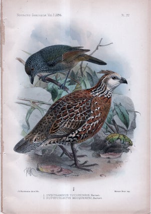 Item #33743 Novitates Zoologicae. A Journal of Zoology in Connection with the Tring Museum....