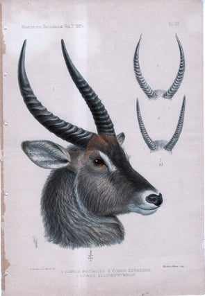 Item #33744 Novitates Zoologicae. A Journal of Zoology in Connection with the Tring Museum....